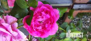 Коттедж 130м², 2-этажный, участок 6 сот.