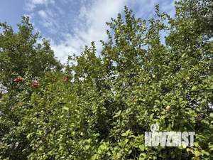 Дача 29м², 1-этажный, участок 8 сот.