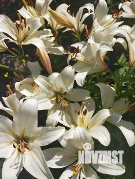 Дом 30м², 2-этажный, участок 6 сот.  