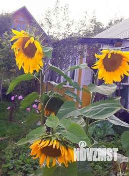 Дом 25м², 1-этажный, участок 6 сот.  